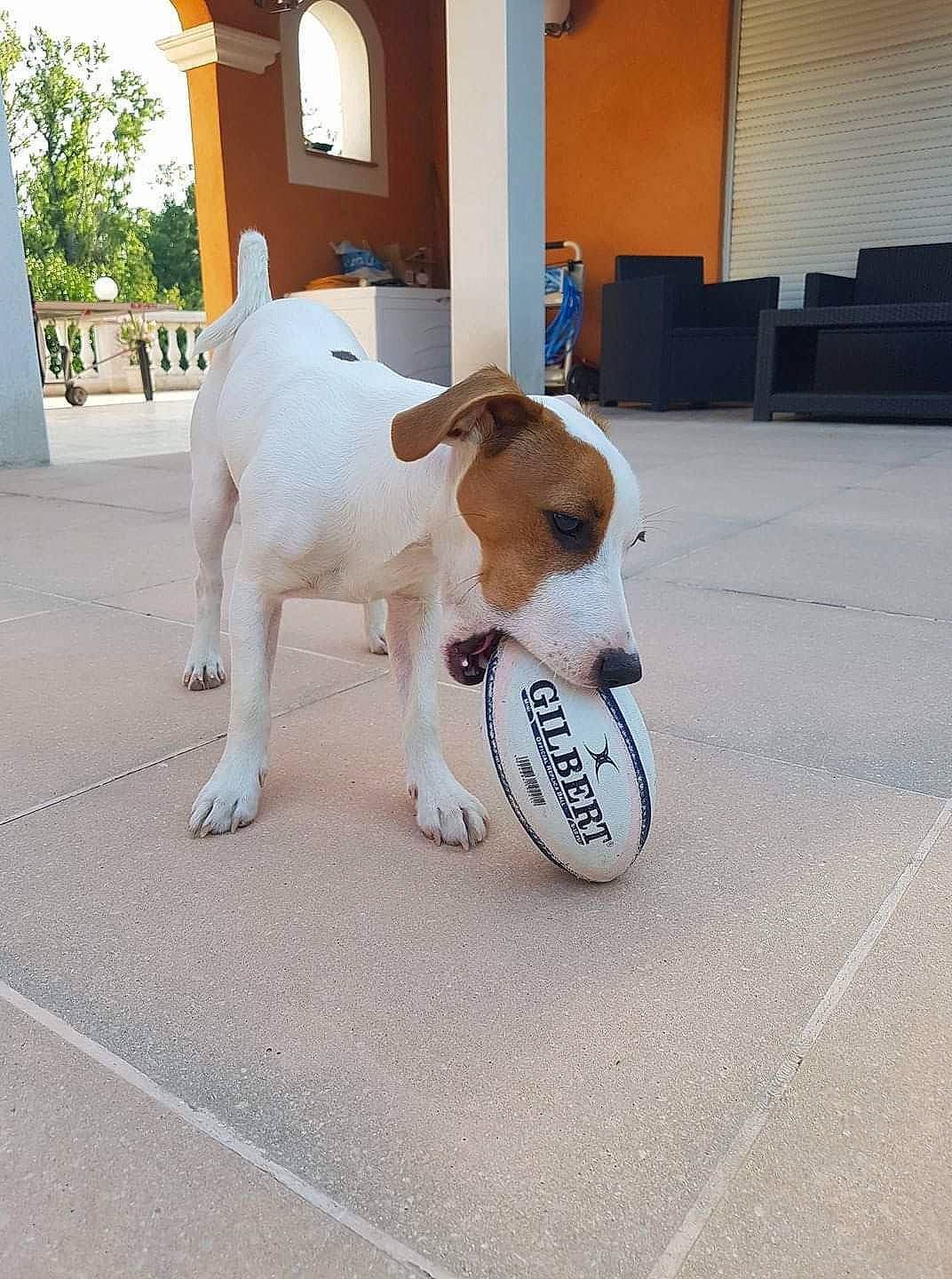 Maurice a rejoint le concours — aidez-le/la à gagner de superbes lots ! brazilian_terrier, canidae, carnivore, companion_dog, danish_swedish_farmdog, dog, dog_breed, fawn, jack_russell_terrier, mammal, parson_russell_terrier, rare_breed_dog, russell_terrier, smooth_fox_terrier, snout, sporting_group, vertebrate