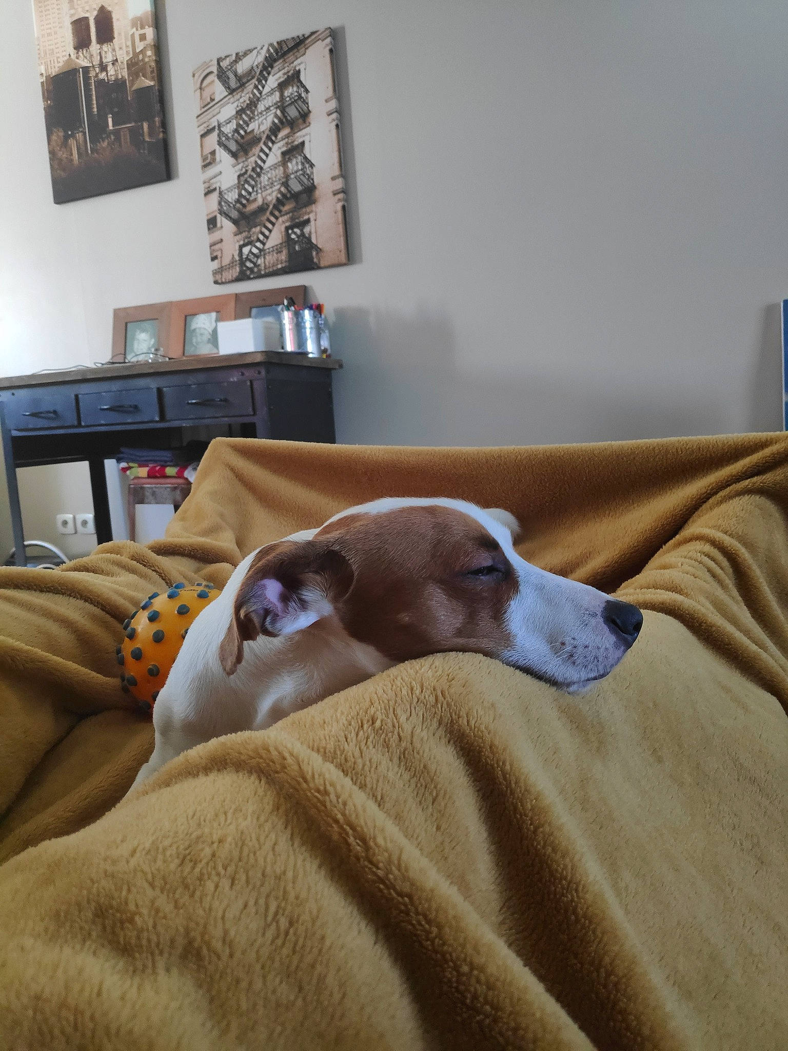 Maurice participe au concours pour gagner de l'argent avec cette photo : bed_sheet, bedroom, canidae, carnivore, comfort, couch, dog, dog_breed, fawn, furniture, great_dane, greyhound, italian_greyhound, lurcher, nap, pointer, room, sporting_group, weimaraner, whippet