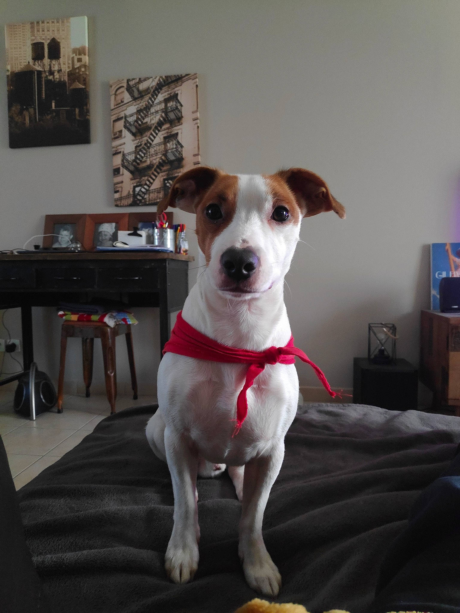 Maurice participe au concours pour gagner de l'argent avec cette photo : brazilian_terrier, canidae, carnivore, companion_dog, danish_swedish_farmdog, dog, dog_breed, feist, jack_russell_terrier, mammal, miniature_fox_terrier, parson_russell_terrier, potcake_dog, rare_breed_dog, rat_terrier, ratonero_bodeguero_andaluz, russell_terrier, snout, sporting_group, vertebrate