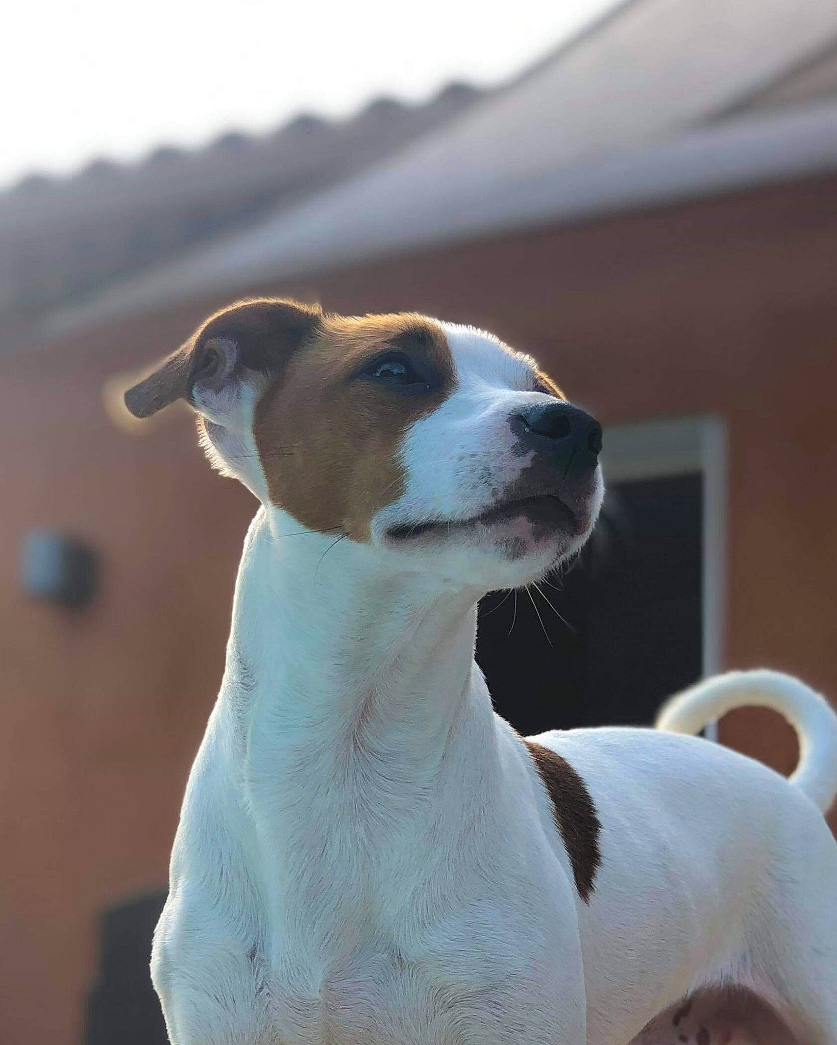 Maurice a rejoint le concours — aidez-le/la à gagner de superbes lots ! canidae, carnivore, companion_dog, dog, dog_breed, fawn, jack_russell_terrier, mammal, rare_breed_dog, russell_terrier, snout, sporting_group, vertebrate