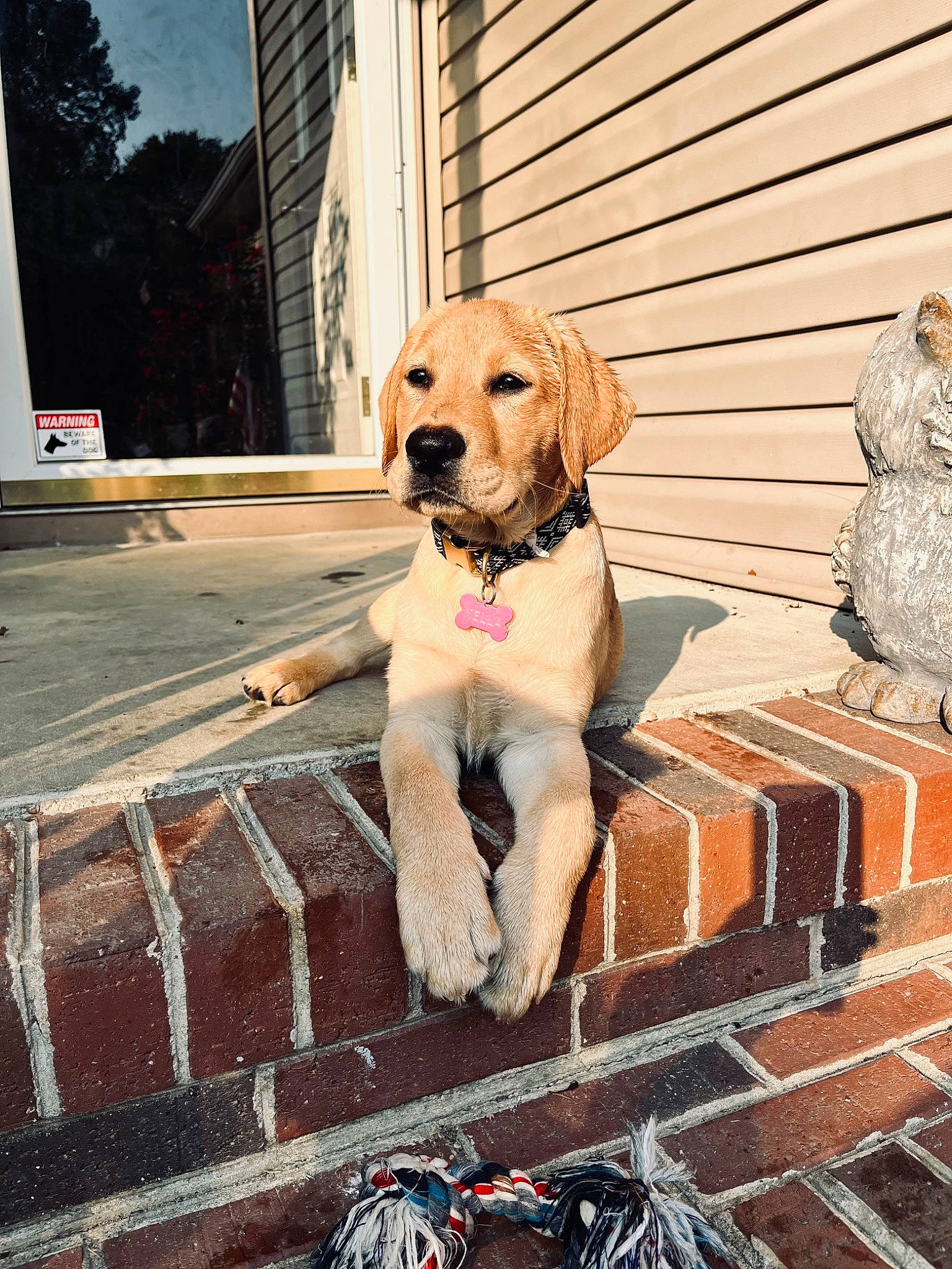 Nella joined the competition — help win amazing prizes! building, canidae, carnivore, collar, companion_dog, dog, dog_breed, dog_collar, dog_supply, fawn, gun_dog, leash, pet_supply, plant, road_surface, sidewalk, sky, snout, sporting_group, window