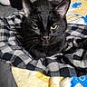 Toothless joined the competition — help win amazing prizes! cat, black_cat, pet, animal, indoor, blanket, checkered_cloth, bed, pillow, plush_toy, yellow_eyes, fur, resting, cozy, portrait, domestic_animal, feline, closeup, cute, relaxed