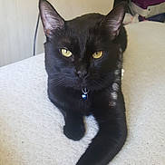 Toothless joined the competition — help win amazing prizes! black_cat, cat, pet, animal, feline, yellow_eyes, collar, bell, paw, relaxed, indoor, fur, whiskers, cute, domestic_cat, looking_at_camera, laying_down, animal_portrait, close_up, home