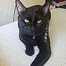 black_cat, cat, pet, animal, feline, yellow_eyes, collar, bell, paw, relaxed, indoor, fur, whiskers, cute, domestic_cat, looking_at_camera, laying_down, animal_portrait, close_up, home