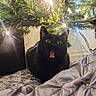 black_cat, cat, christmas_tree, tree_lights, tree_skirt, indoor, pet, animal, wide_eyes, open_mouth, fur, curious, holiday, decorations, greenery, soft_texture, surprise, close_up, feline, cozy