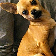 Ziggy is registered to the contest to win money with this photo: dog, chihuahua, pet, indoor, couch, tan, small_dog, ears, curious, sitting, furniture, animal, canine, household, companion, cute, domestic, portrait, face, looking