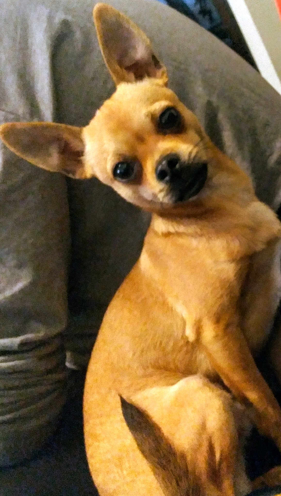 Ziggy