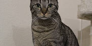Yuna participe au concours pour gagner de l'argent avec cette photo : abyssinian, animal, car, cat, egyptiancat, gray, kitten, manx, pet, transportation, vehicle