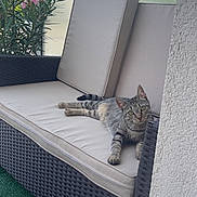 Yuna a rejoint le concours — aidez-le/la à gagner de superbes lots ! animal, architecture, building, cat, chair, chaise, couch, cushion, furniture, herbal, herbs, homedecor, indoors, kitten, livingroom, manx, pet, room, window, windowsill