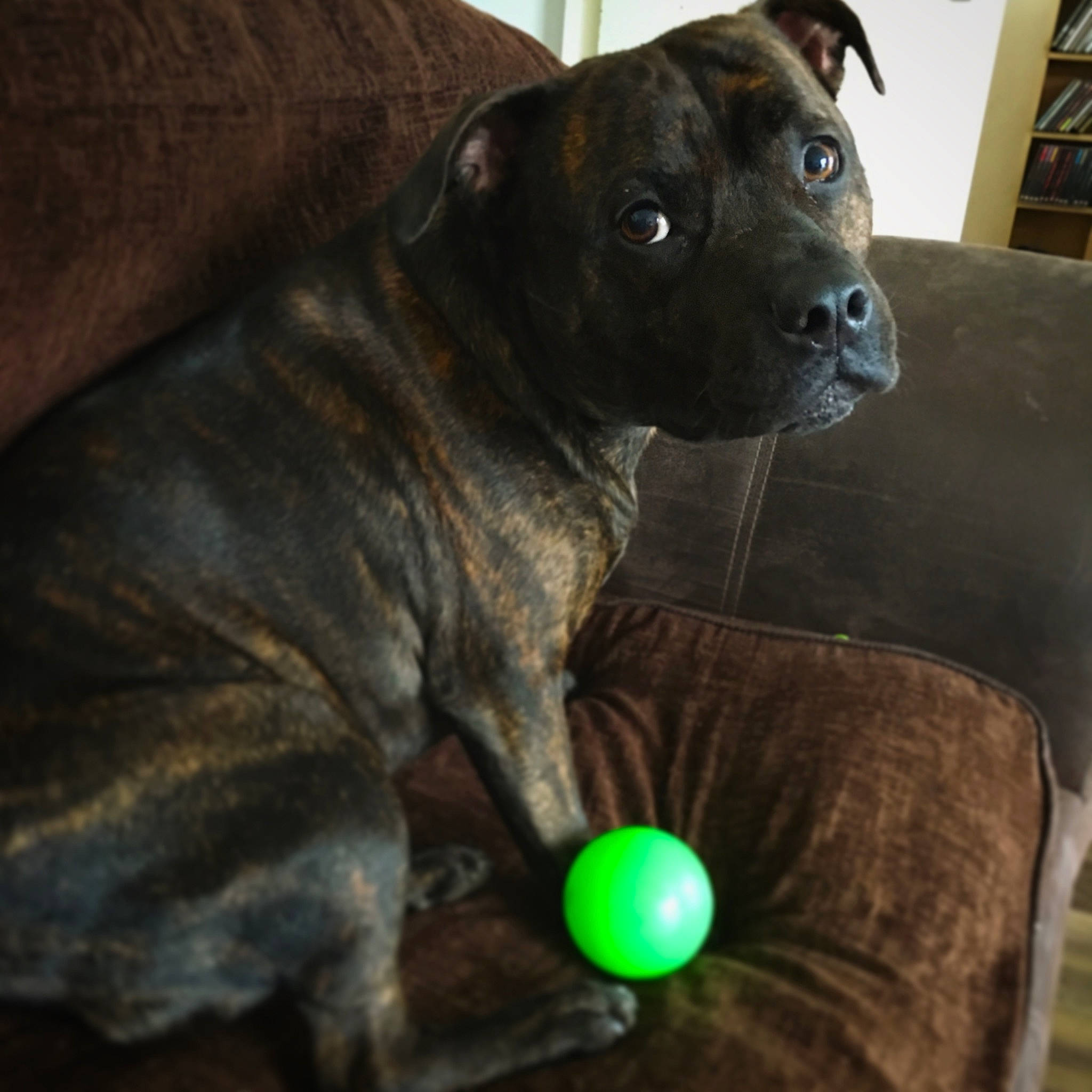Chester is registered to the contest to win money with this photo: american_pit_bull_terrier, ball, canidae, carnivore, companion_dog, dog, dog_breed, dog_toy, fawn, mammal, molosser, non_sporting_group, puppy, snout, sporting_group, staffordshire_bull_terrier
