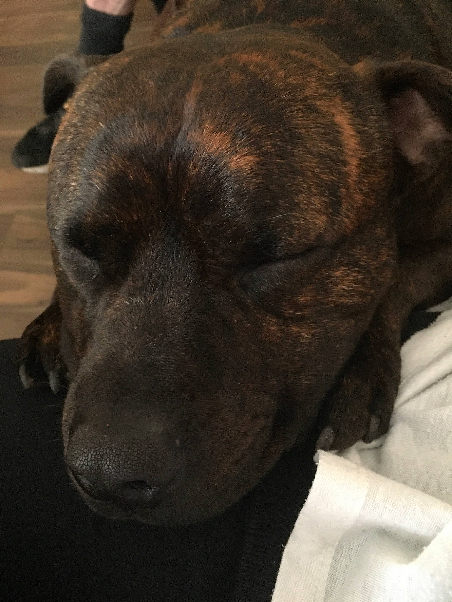 Chester joined the competition — help win amazing prizes! alano_espanol, alaunt, american_pit_bull_terrier, canidae, carnivore, companion_dog, dog, dog_breed, ear, fawn, mammal, non_sporting_group, nose, puppy, snout, sporting_group, staffordshire_bull_terrier, vertebrate