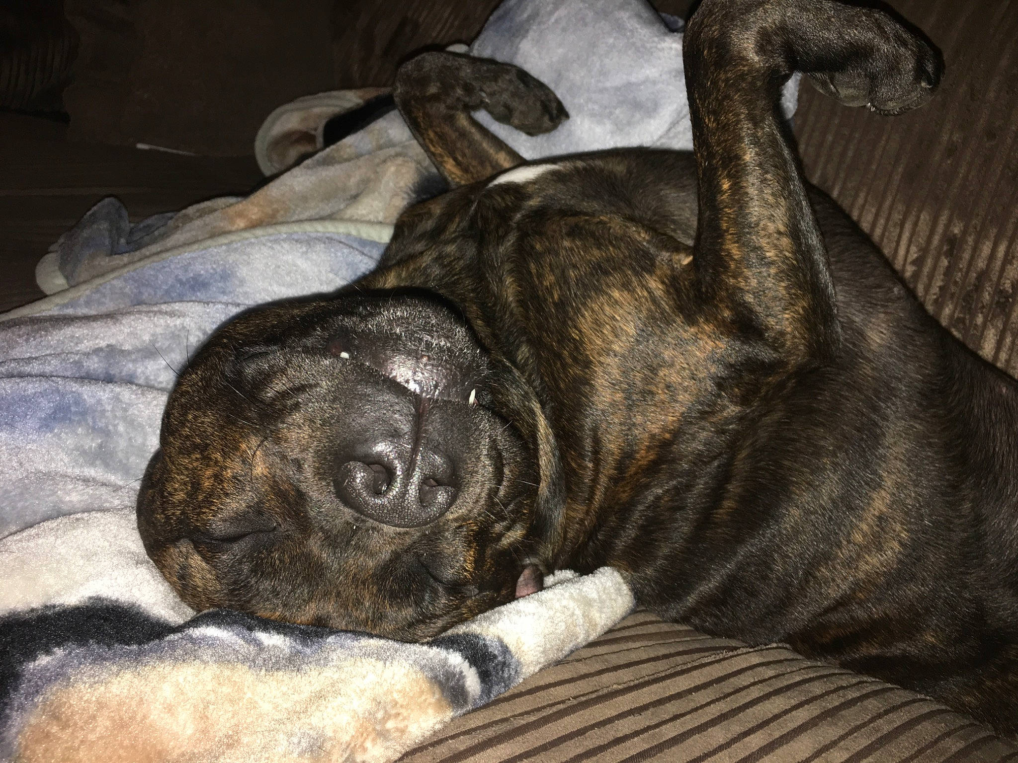 Chester is registered to the contest to win money with this photo: alano_espanol, alaunt, american_staffordshire_terrier, canidae, carnivore, dog, dog_breed, fawn, guard_dog, mammal, non_sporting_group, old_english_bulldog, olde_english_bulldogge, perro_de_presa_canario, snout, vertebrate, whiskers