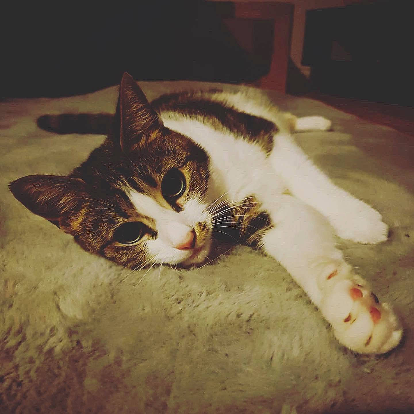 Willow joined the competition — help win amazing prizes! carnivore, cat, claw, cloud, comfort, domestic_short_haired_cat, ear, felidae, fur, metal, paw, photo_caption, sky, small_to_medium_sized_cats, snout, square, tail, whiskers, window, wood