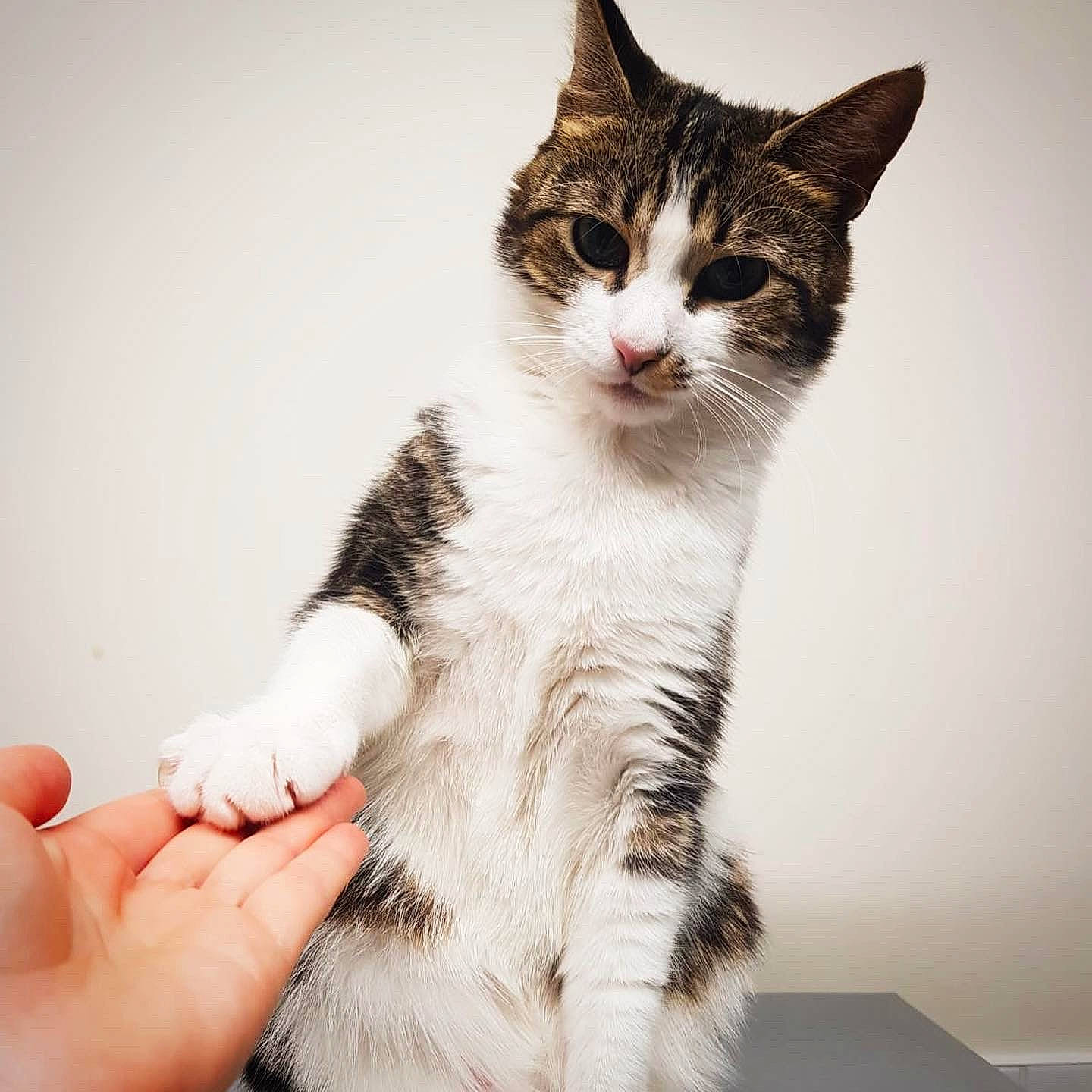 Willow is registered to the contest to win money with this photo: art, carnivore, cat, comfort, domestic_short_haired_cat, felidae, foot, fur, gesture, human_leg, nail, paw, sitting, small_to_medium_sized_cats, tail, whiskers