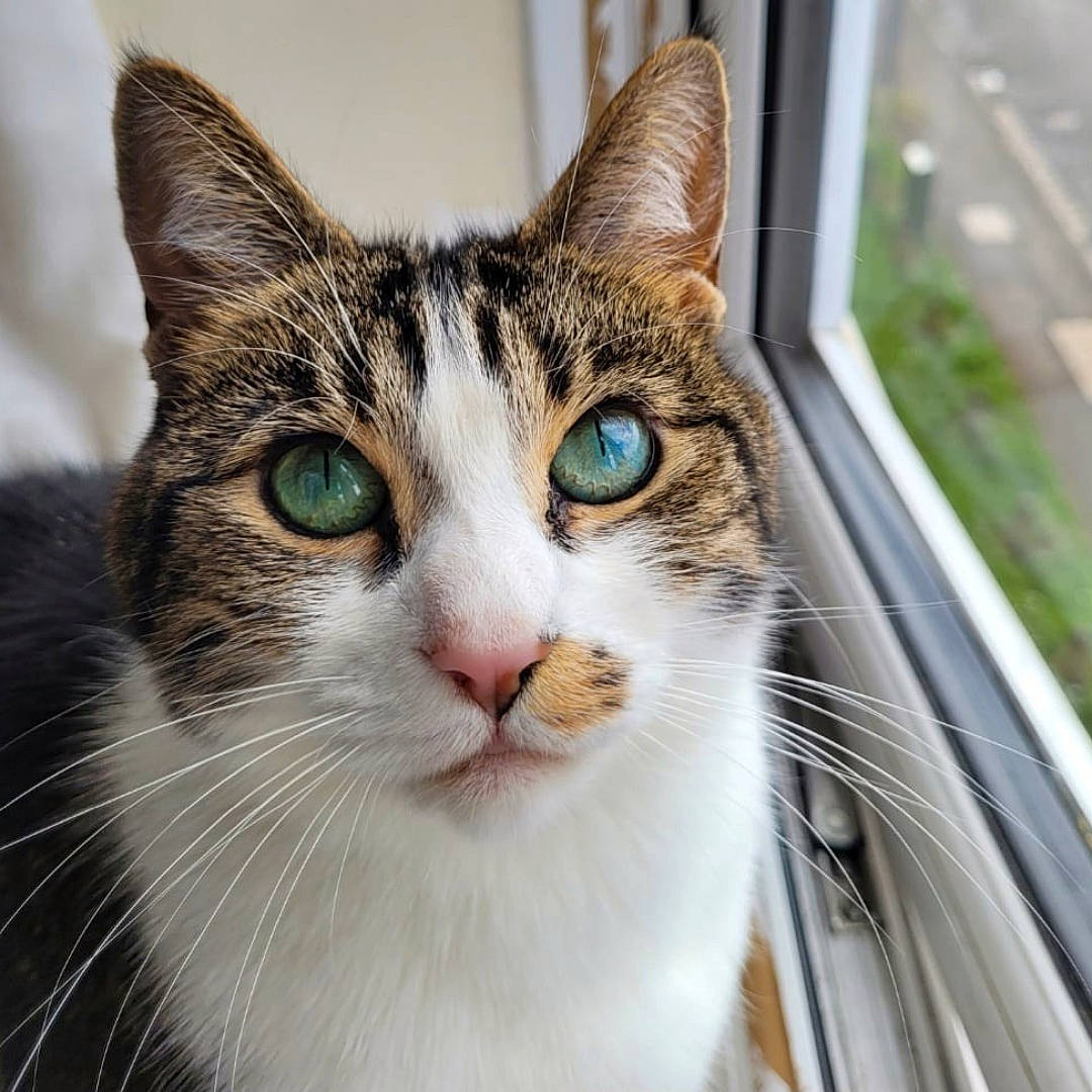 Willow is registered to the contest to win money with this photo: automotive_lighting, carnivore, cat, collar, domestic_short_haired_cat, door, eye, felidae, fur, plant, small_to_medium_sized_cats, snout, tree, vehicle, whiskers, window, windshield