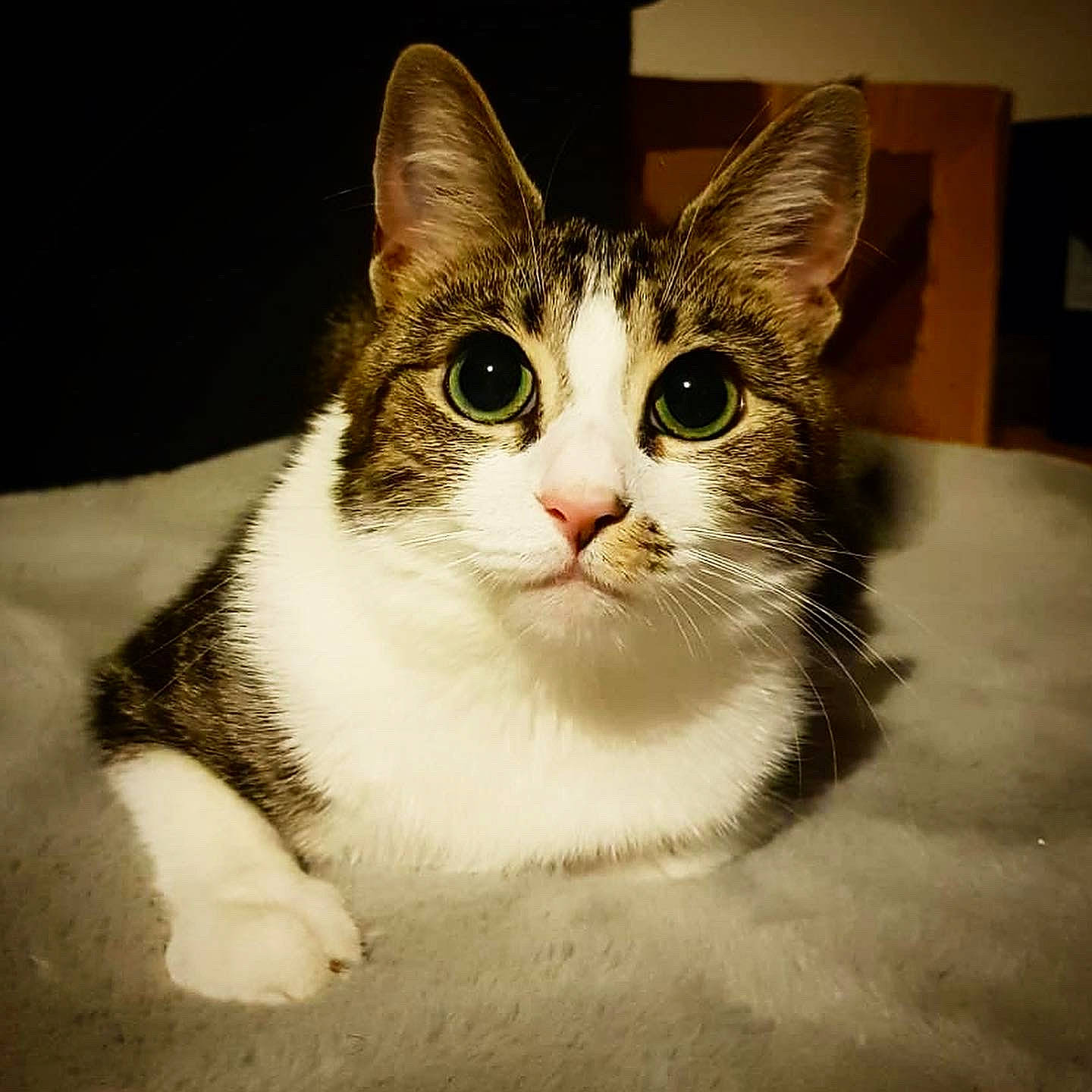 Willow is registered to the contest to win money with this photo: carnivore, cat, domestic_short_haired_cat, door, eye, felidae, fur, head, paw, small_to_medium_sized_cats, snout, whiskers, window