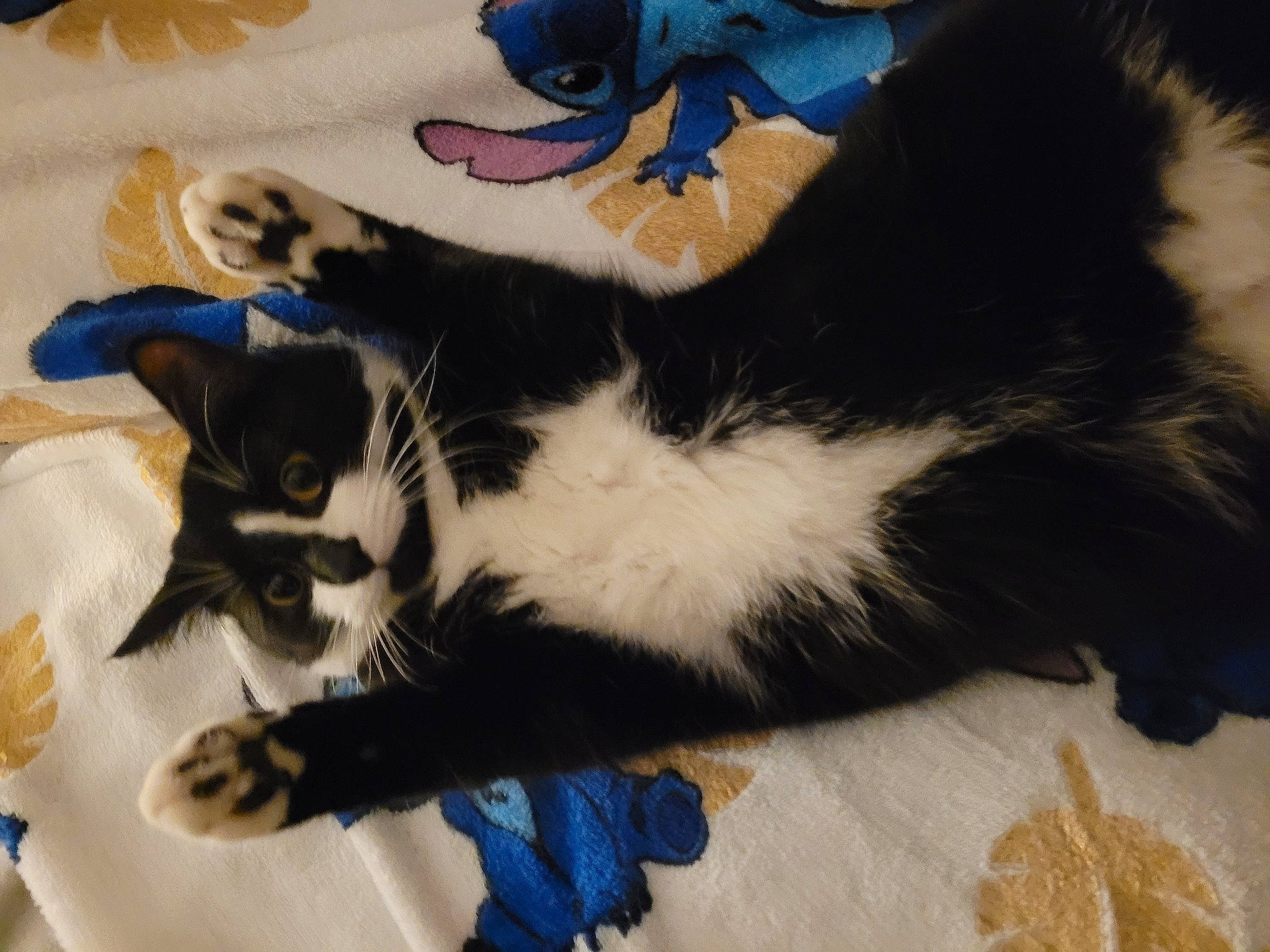 Cypress is registered to the contest to win money with this photo: carnivore, cat, claw, comfort, dog_breed, domestic_short_haired_cat, electric_blue, felidae, flooring, fur, lap, mammal, paw, room, small_to_medium_sized_cats, tail, toy, whiskers