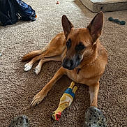 Heidi is registered to the contest to win money with this photo: dog, german_shepherd, carpet, toy, rubber_chicken, crocs, footwear, indoor, living_room, furniture, cage, matress, plastic_container, floor, pet, animal, relaxed, brown, black, home