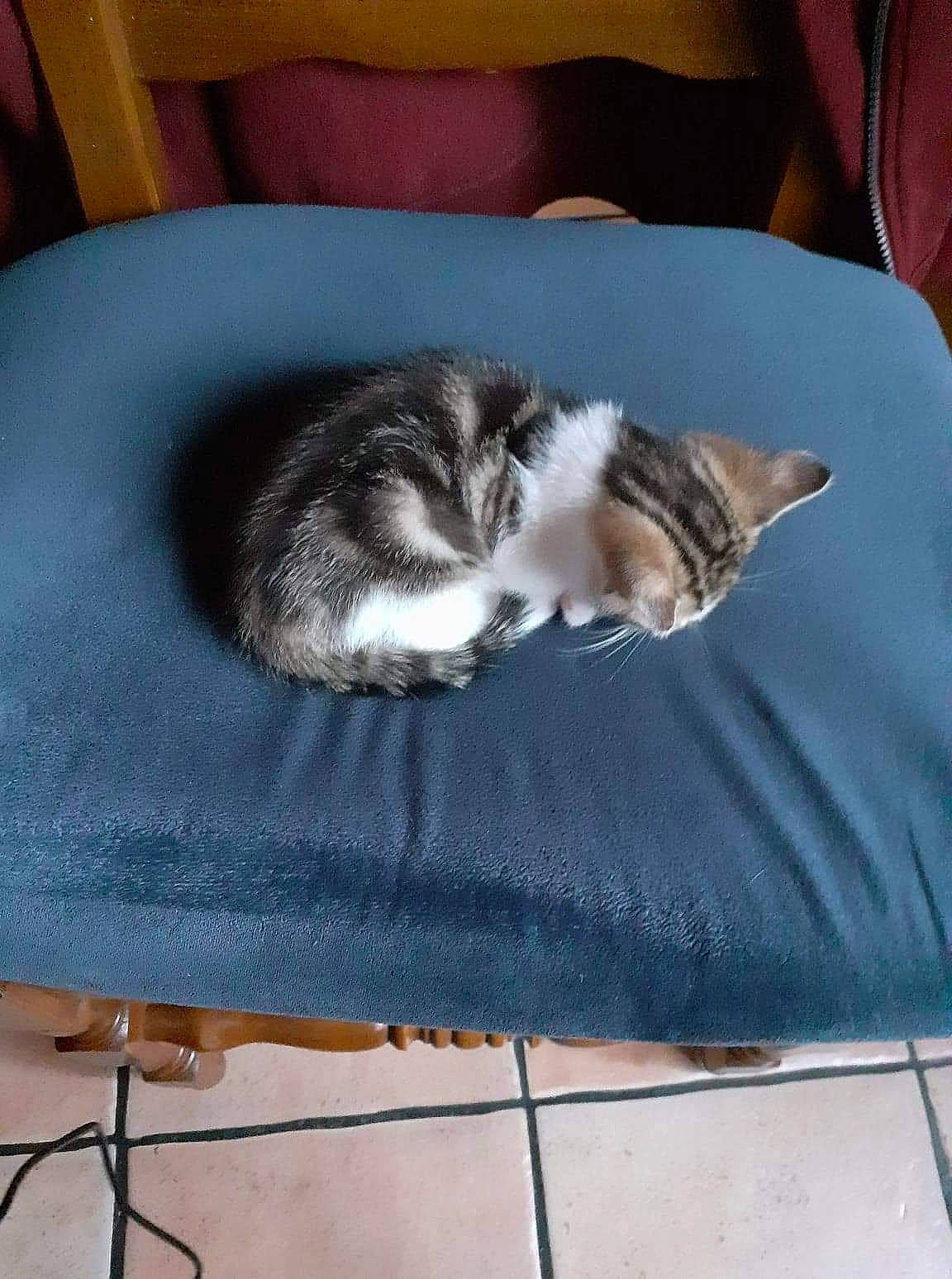 Oasis participe au concours pour gagner de l'argent avec cette photo : carnivore, cat, cat_bed, domestic_short_haired_cat, european_shorthair, felidae, fur, kitten, nap, norwegian_forest_cat, sleep, small_to_medium_sized_cats, tail, whiskers