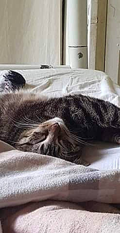 Dipssy a rejoint le concours — aidez-le/la à gagner de superbes lots ! bed, bed_sheet, bedding, bedroom, blanket, cat, comfort, duvet, felidae, fur, furniture, linens, nap, room, sleep, small_to_medium_sized_cats, textile, whiskers