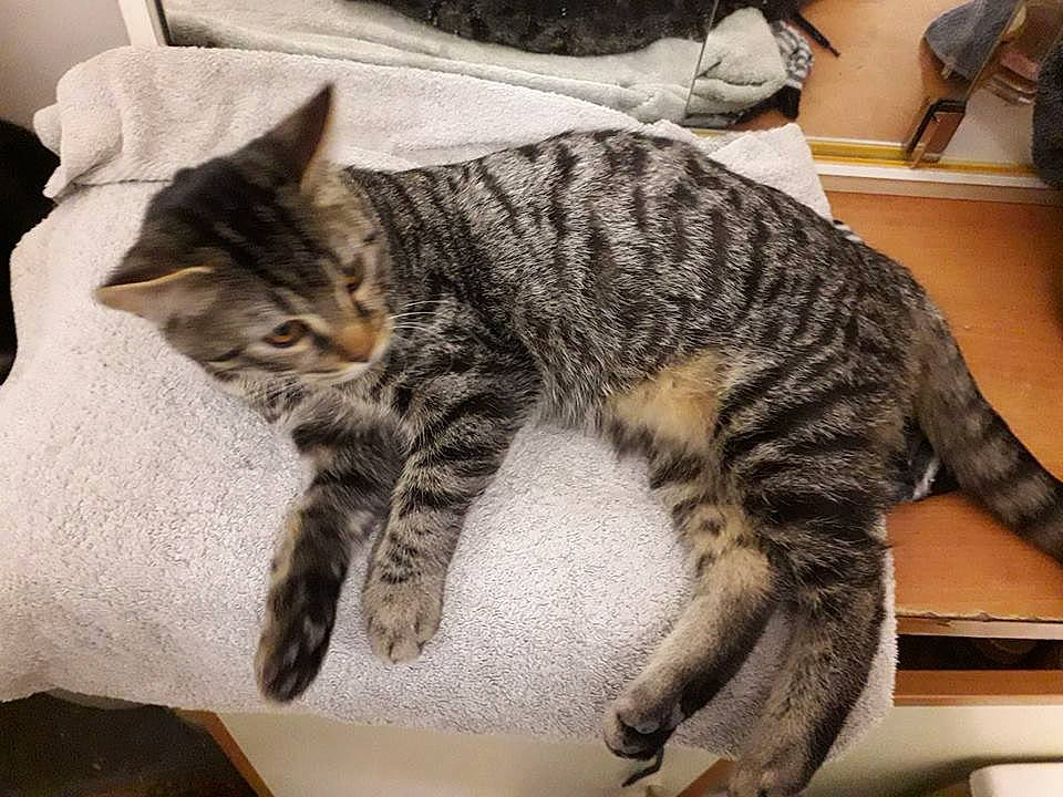 Dipssy a rejoint le concours — aidez-le/la à gagner de superbes lots ! american_shorthair, asian, australian_mist, california_spangled, carnivore, cat, domestic_short_haired_cat, dragon_li, egyptian_mau, european_shorthair, felidae, kitten, mammal, pixie_bob, small_to_medium_sized_cats, sokoke, tabby_cat, vertebrate, whiskers, wild_cat