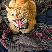 Megatron is registered to the contest to win money with this photo: bedding, blanket, cat, close_up, collar, fangs, feline, fur, ginger_cat, id_tag, indoor, open_mouth, orange_fur, pet, playful, portrait, snarling, teeth, tongue, whiskers