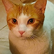 Cooter is registered to the contest to win money with this photo: animal, cat, close_up, curious, cute, domestic_cat, ears, eyes, face, feline, floor, fur, indoor, looking, mammal, orange_cat, pet, portrait, whiskers, white_cat