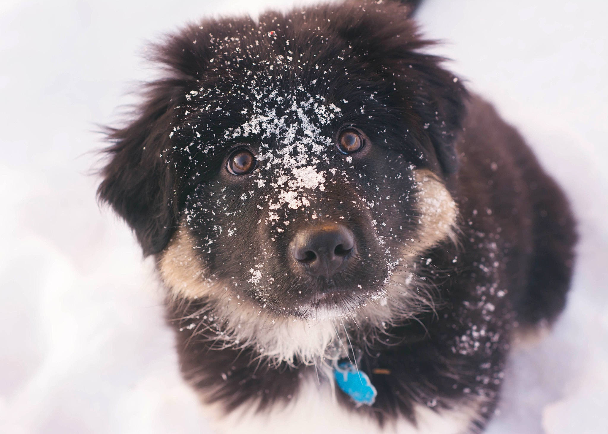 Nevaeh joined the competition — help win amazing prizes! canidae, carnivore, collar, companion_dog, dog, dog_breed, dog_collar, fur, iris, natural_material, puppy, snout, snow, sporting_group, winter, working_animal, working_dog