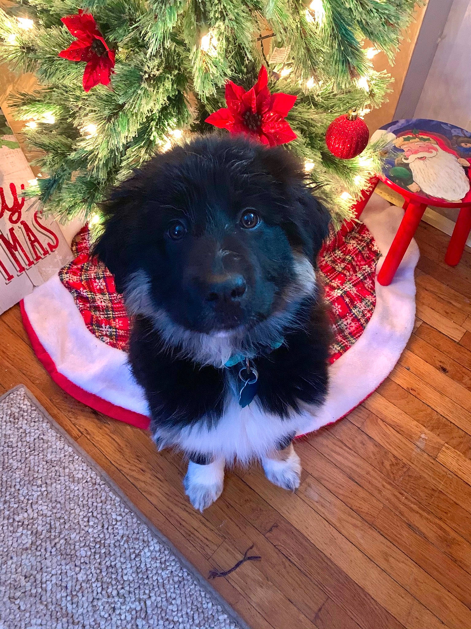 Nevaeh is registered to the contest to win money with this photo: canidae, carnivore, christmas, christmas_decoration, christmas_eve, christmas_ornament, christmas_tree, companion_dog, conifer, dog, dog_breed, fur, holiday, holiday_ornament, interior_design, laminate_flooring, red, sporting_group, wood_flooring, working_animal