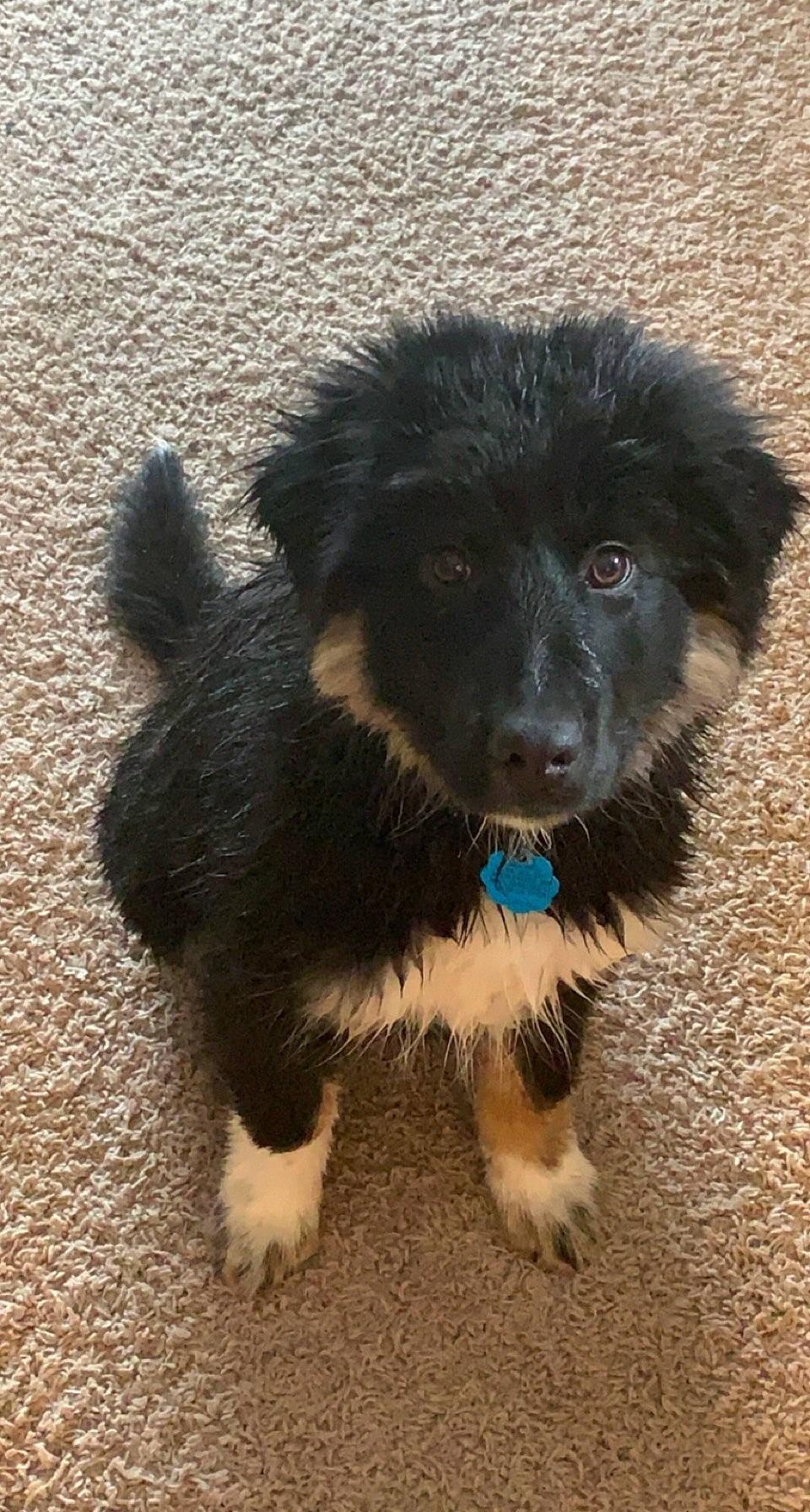 Nevaeh is registered to the contest to win money with this photo: ancient_dog_breeds, canidae, carnivore, companion_dog, dog, dog_breed, fur, non_sporting_group, puppy, shadow, snout, sporting_group, vertebrate, working_animal, working_dog