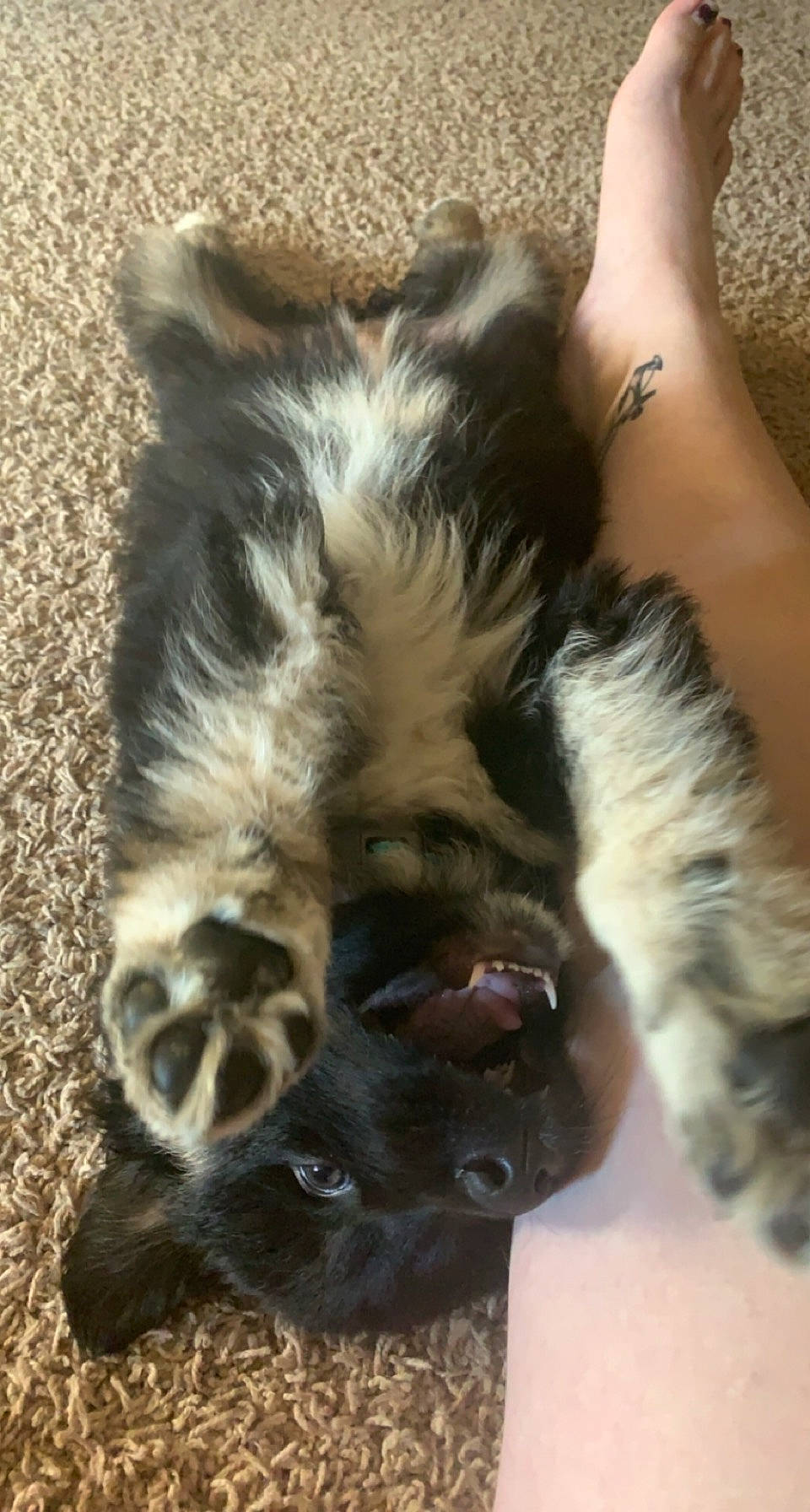 Nevaeh is registered to the contest to win money with this photo: ankle, body_jewelry, bracelet, carnivore, cat, claw, dog_breed, fawn, felidae, fur, kitten, natural_material, paw, small_to_medium_sized_cats, snout, temporary_tattoo, working_animal