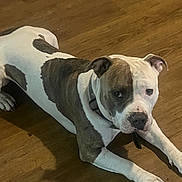 Gator is registered to the contest to win money with this photo: animal, brown, canine, collar, companionship, cute, dog, domestic_animal, ears, floor, indoor, looking, lying_down, mammal, paw, pet, pitbull, shadow, white, wooden_floor