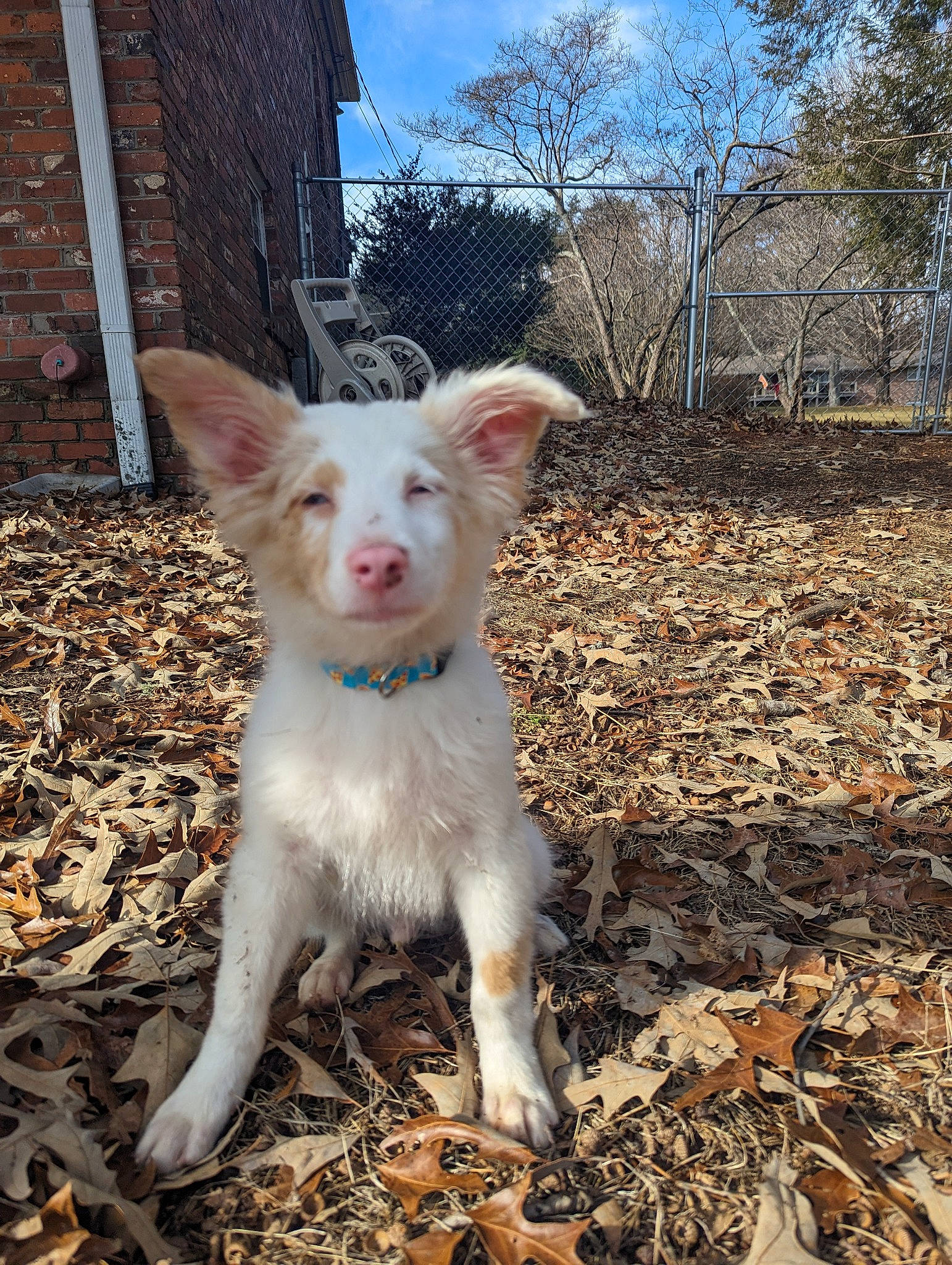 Kyro is registered to the contest to win money with this photo: building, canidae, carnivore, cloud, companion_dog, dog, dog_breed, fawn, fur, grass, plant, sky, snout, soil, sporting_group, tail, terrestrial_animal, tree, whiskers, window