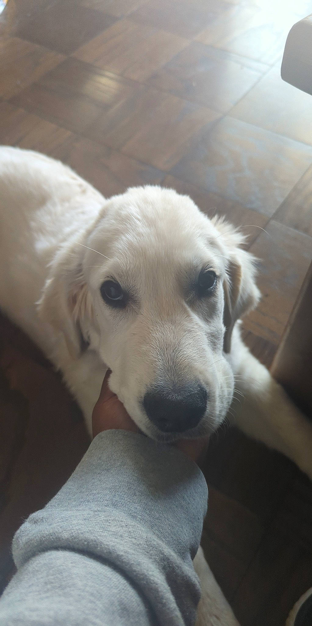 Goose joined the competition — help win amazing prizes! carnivore, companion_dog, dog, dog_breed, ear, flooring, fur, snout, sporting_group, whiskers, working_animal