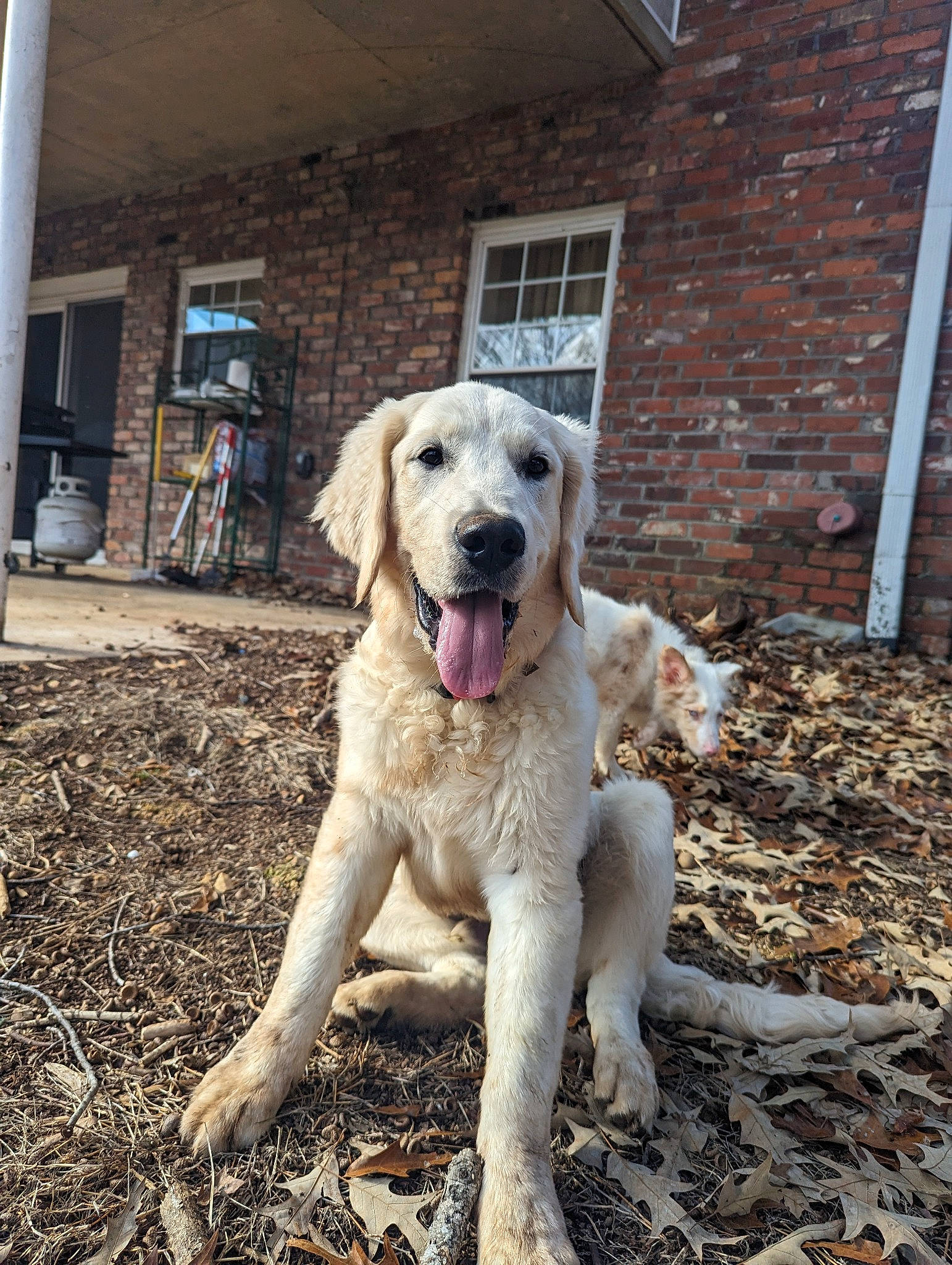 Goose joined the competition — help win amazing prizes! bicycle_wheel, brick, canidae, carnivore, companion_dog, dog, dog_breed, door, fawn, gun_dog, livestock_guardian_dog, snout, soil, sporting_group, tail, tire, wheel, window, working_animal, working_dog