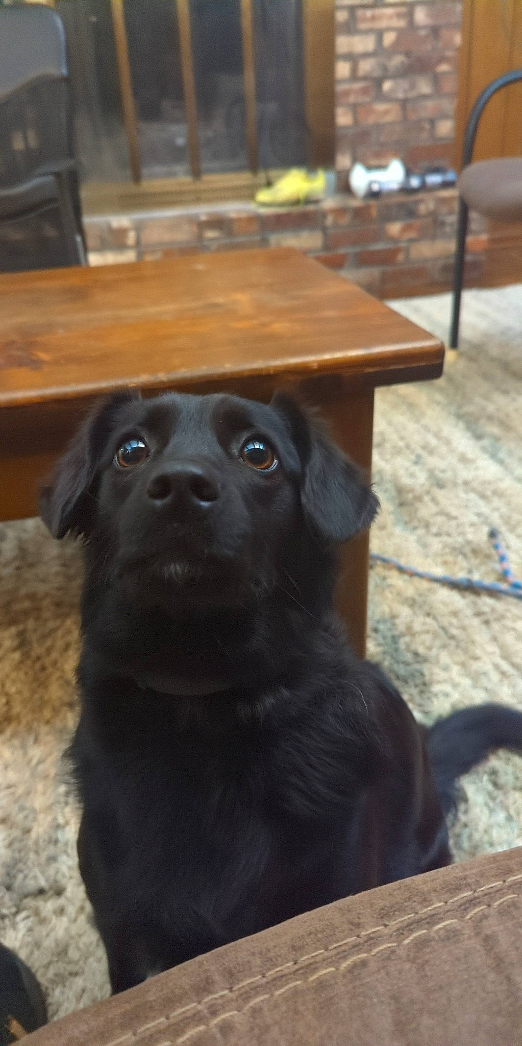 Cassie joined the competition — help win amazing prizes! borador, canidae, carnivore, companion_dog, dog, dog_breed, gun_dog, hardwood, liver, plank, plant, retriever, snout, sporting_group, table, varnish, whiskers, wood, wood_stain, working_animal