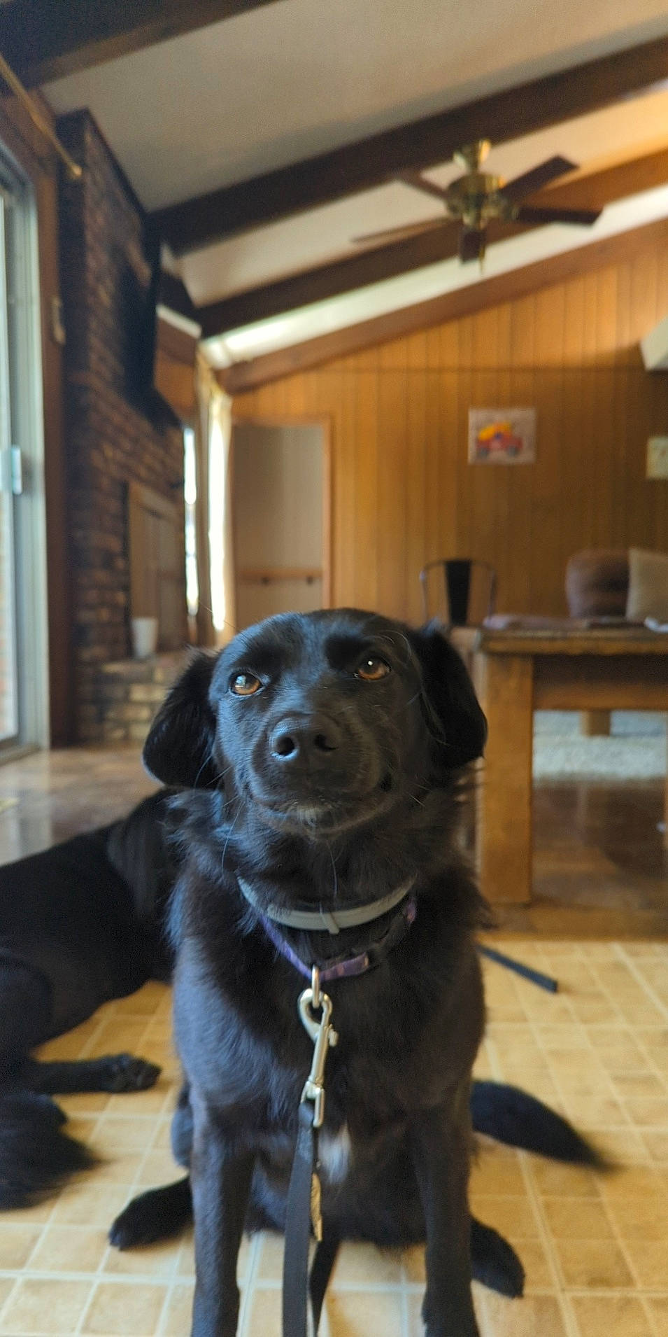 Cassie is registered to the contest to win money with this photo: beam, borador, carnivore, ceiling_fan, collar, companion_dog, dog, dog_breed, dog_collar, floor, flooring, fur, gun_dog, hardwood, personal_protective_equipment, retriever, sporting_group, whiskers, wood, working_animal