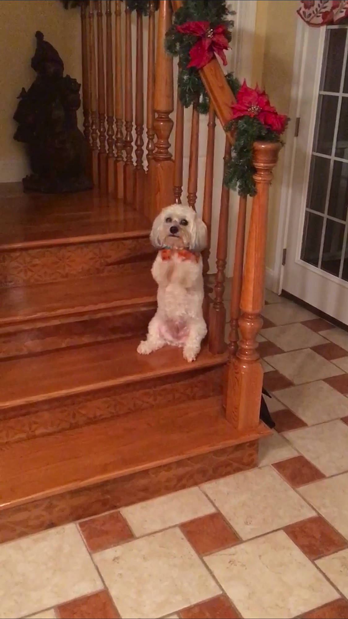 Bo joined the competition — help win amazing prizes! bichon, canidae, cavachon, cockapoo, companion_dog, dog, dog_breed, floor, flooring, hardwood, havanese, laminate_flooring, maltese, non_sporting_group, puppy, stairs, tibetan_terrier, toy_dog, wood, wood_flooring