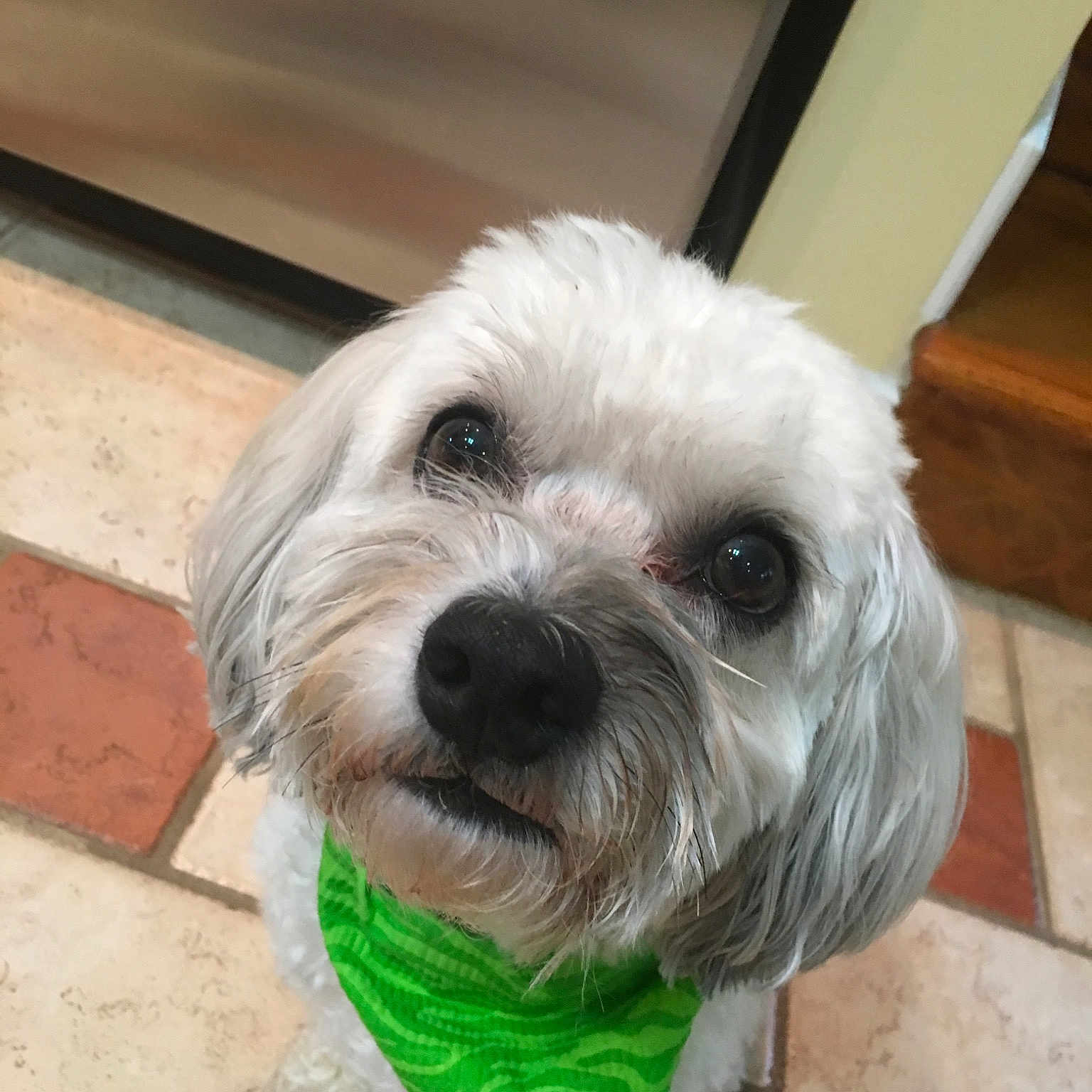 Bobo is registered to the contest to win money with this photo: canidae, carnivore, cockapoo, companion_dog, dog, dog_breed, eye, havanese, head, kyi_leo, lhasa_apso, maltepoo, maltese, mammal, puppy, schnoodle, shih_tzu, snout, terrier, vertebrate