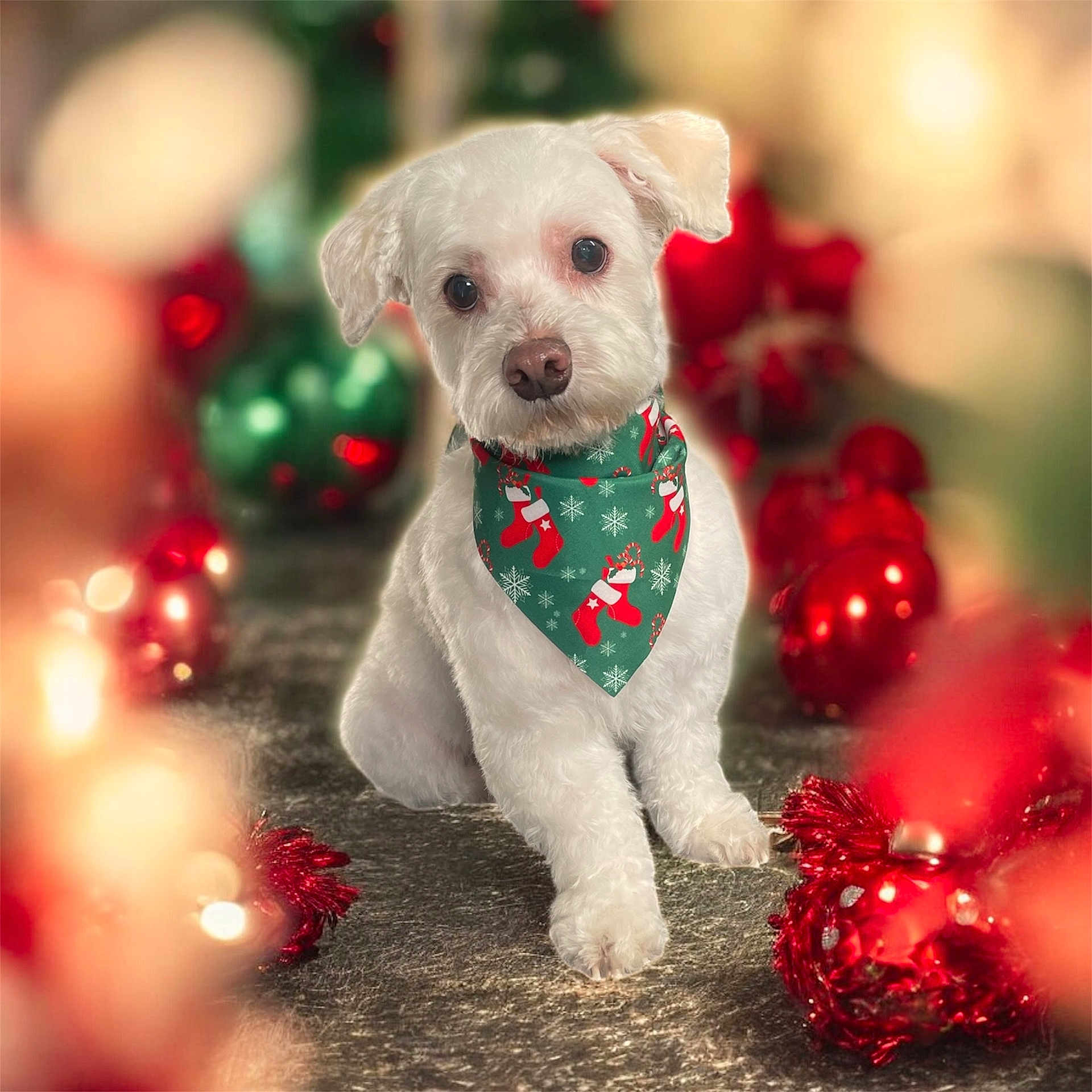 Simba is registered to the contest to win money with this photo: animal, bandana, blurred_background, celebration, christmas, christmas_decor, cute, dog, festive, green_ornaments, holiday, indoor, lights, ornaments, pet, portrait, red_ornaments, seasonal, small_dog, white_dog
