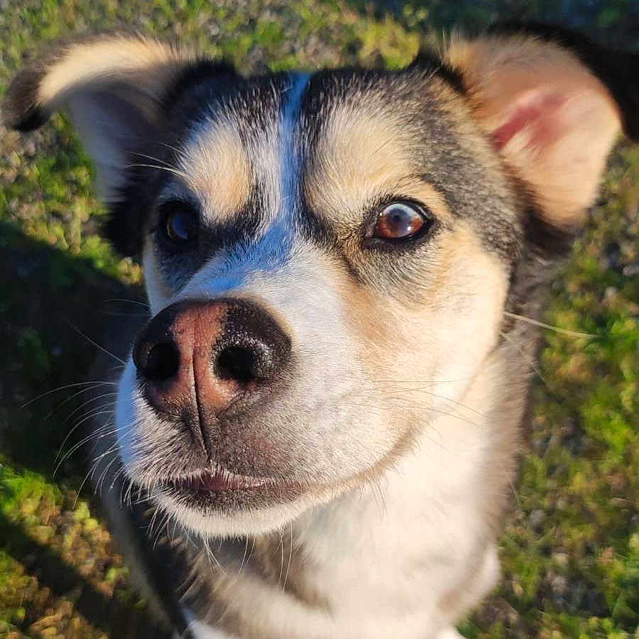 Sam a rejoint le concours — aidez-le/la à gagner de superbes lots ! animal, black, brown, close_up, curious, daytime, dog, ears, face, fur, grass, looking_up, mammal, nose, outdoor, pet, shadow, sunlight, whiskers, white