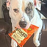 animal, baked_cheetos, chair, cheetos, cute, dog, ears, expression, face, food_package, fur, indoor, leather_chair, looking_at_camera, muzzle, paws, pet, sitting, snack, white_dog