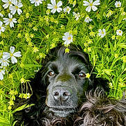 Prune participe au concours pour gagner de l'argent avec cette photo : dog, black_dog, flower, white_flower, greenery, leaves, nature, outdoor, pet, animal, closeup, fur, cute, portrait, relaxed, lying_down, summer, fresh, garden, peaceful
