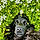 Prune