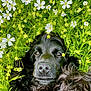 dog, black_dog, flower, white_flower, greenery, leaves, nature, outdoor, pet, animal, closeup, fur, cute, portrait, relaxed, lying_down, summer, fresh, garden, peaceful