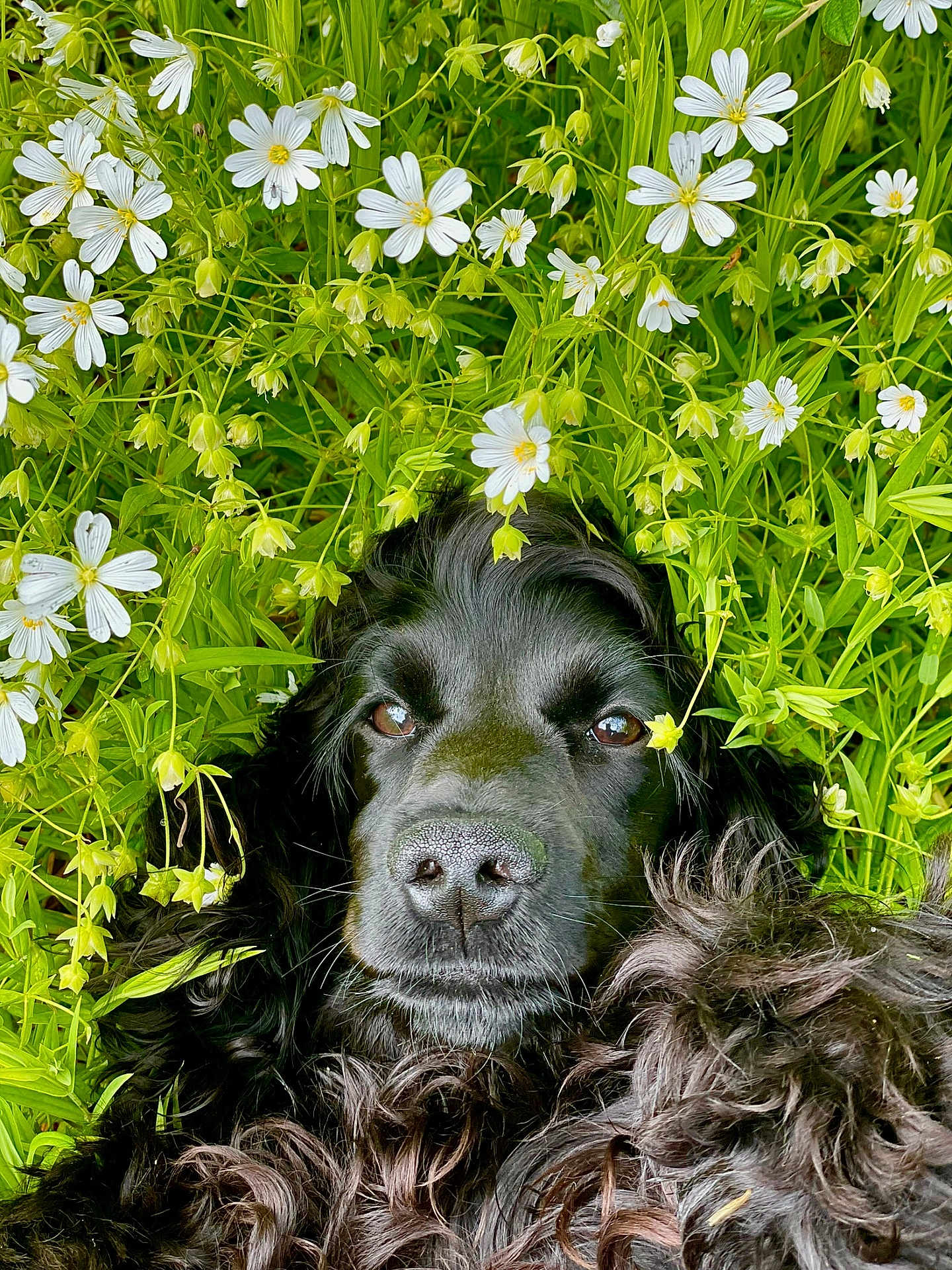 Prune
