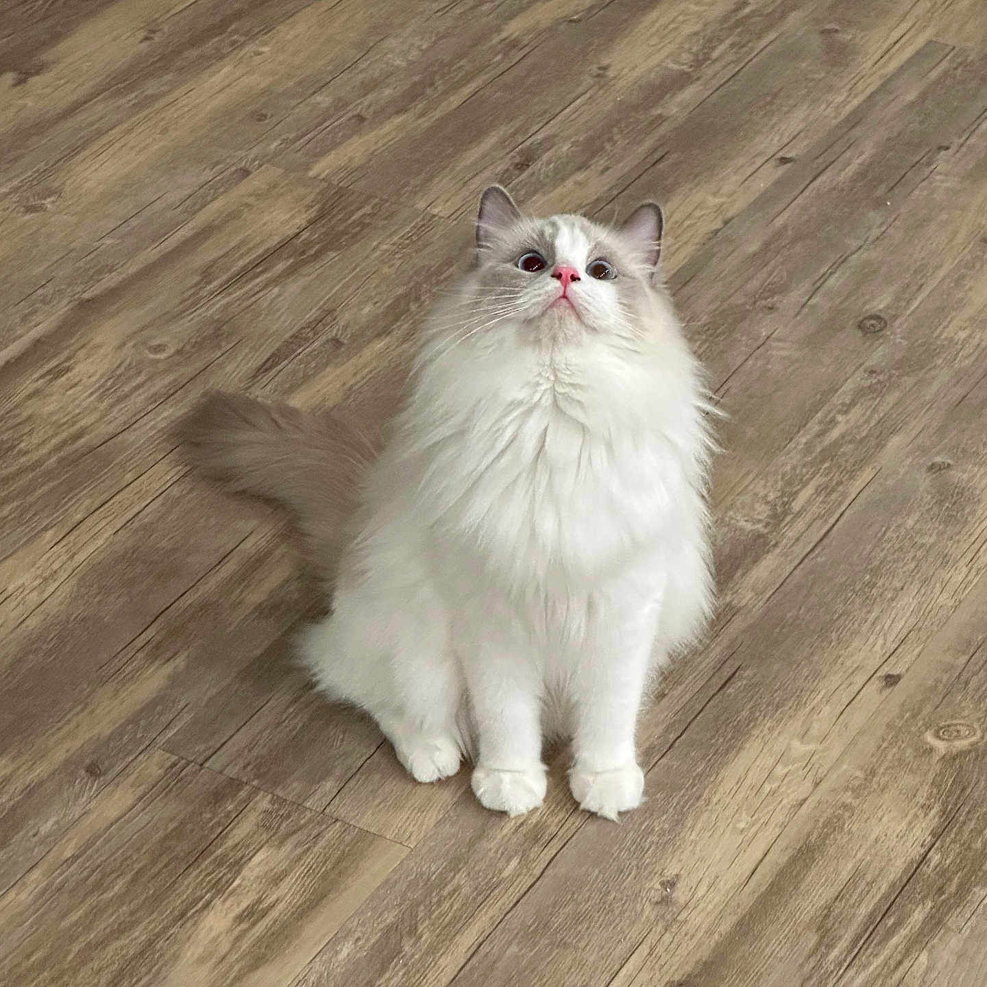 Rollie is registered to the contest to win money with this photo: animal, cat, curious, cute, domestic, ears, feline, fluffy, four_legs, fur, gray, indoor, looking_up, pet, sitting, small, tail, whiskers, white, wooden_floor