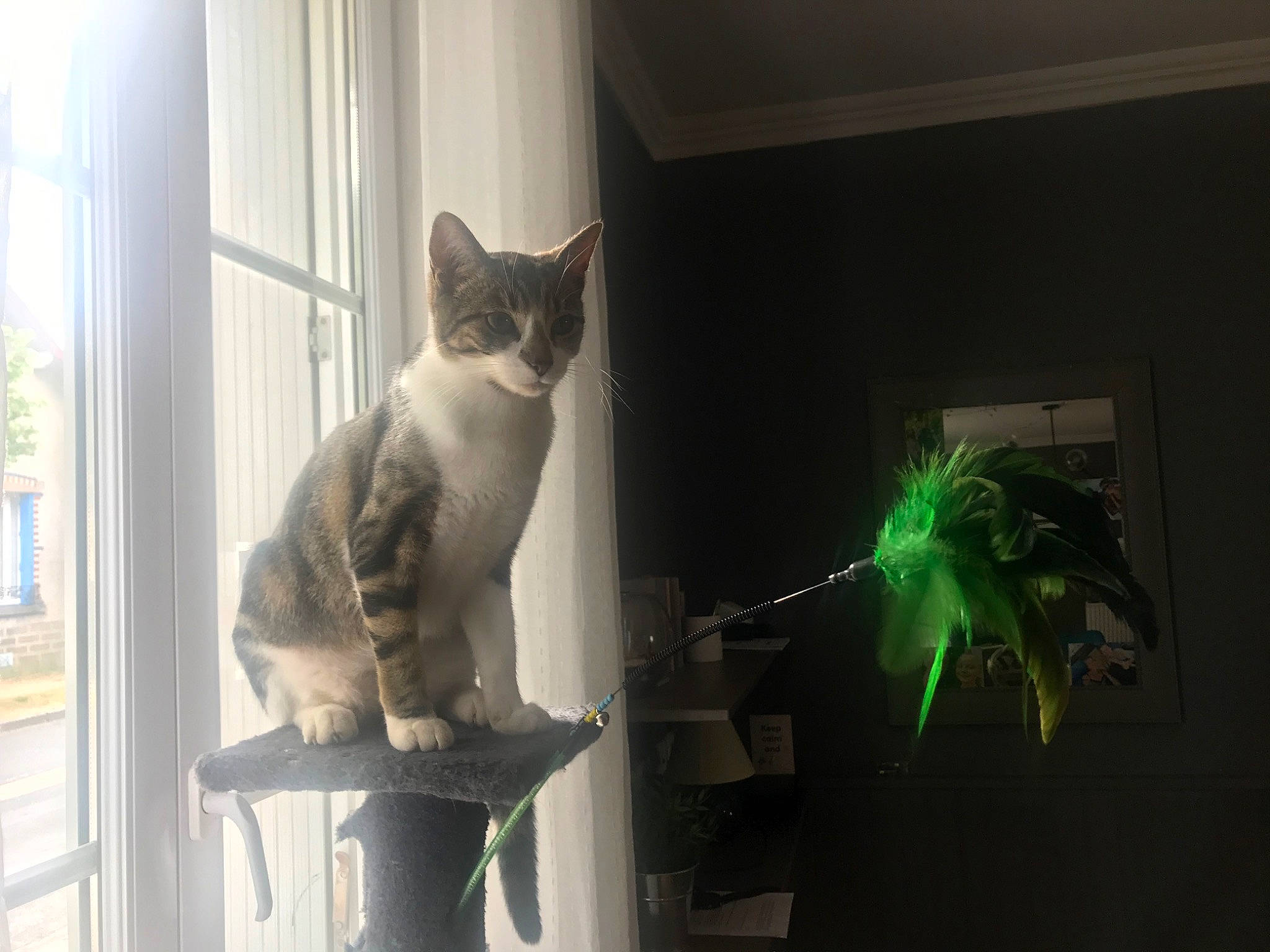 Plume participe au concours pour gagner de l'argent avec cette photo : carnivore, cat, domestic_short_haired_cat, felidae, fur, glass, grey, machine, plant, room, sitting, small_to_medium_sized_cats, tail, tree, visual_arts, whiskers, window, window_blind, wood