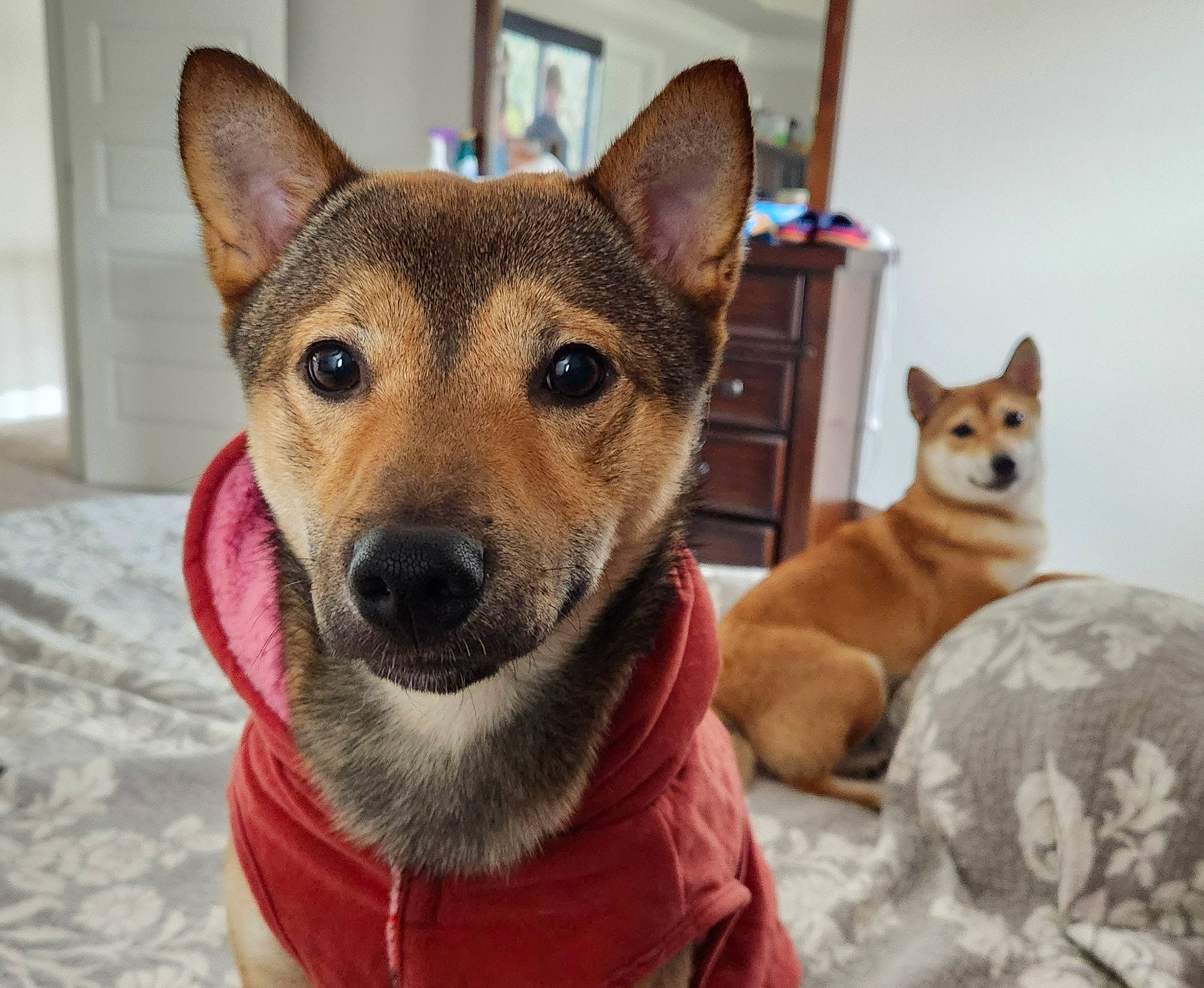 Django joined the competition — help win amazing prizes! ancient_dog_breeds, canidae, carnivore, collar, companion_dog, dingo, dog, dog_breed, dog_supply, fawn, fur, herding_dog, non_sporting_group, spitz, sporting_group, whiskers, working_animal, working_dog