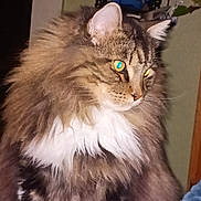 Donny joined the competition — help win amazing prizes! animal, blanket, cat, closeup, cozy, domestic_animal, ears, face, feline, fluffy, furniture, furry, indoor, pet, portrait, sitting, striped, tabby, whiskers, white_fur